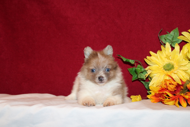 puppy, for, sale, Pomeranian, Matthew B. Stoltzfus, dog, breeder, Gap, PA, dog-breeder, puppy-for-sale, forsale, nearby, find, puppyfind, locator, puppylocator, aca